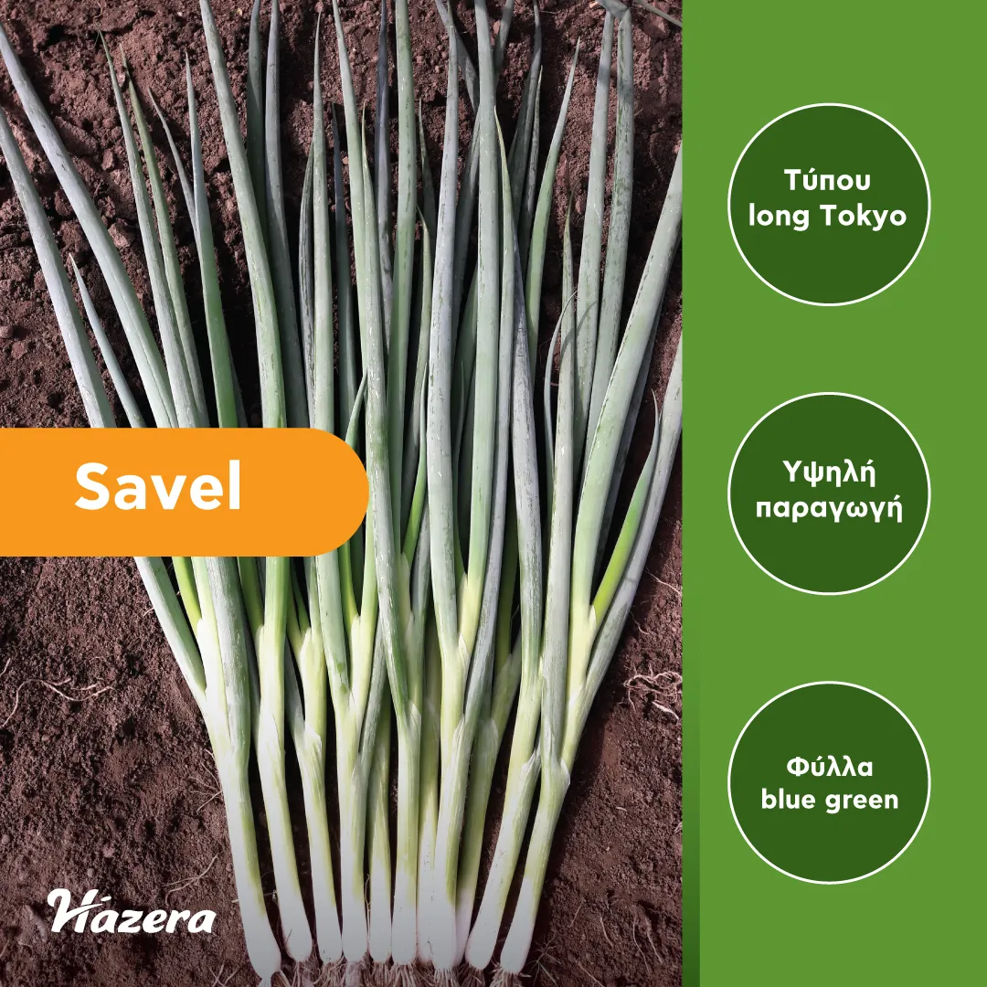 Hazera Savel σπόροι χλωρού κρεμμυδιού 250.000
