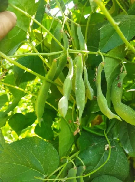 Grow Well Power λίπασμα καρπόδεσης 1lt βορίου ψευδαργύρου