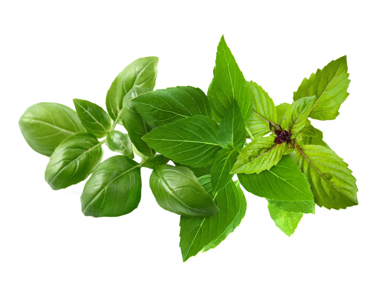 Click and Grow Basil Variety Mix κάψουλες φυτών 9 τεμαχίων