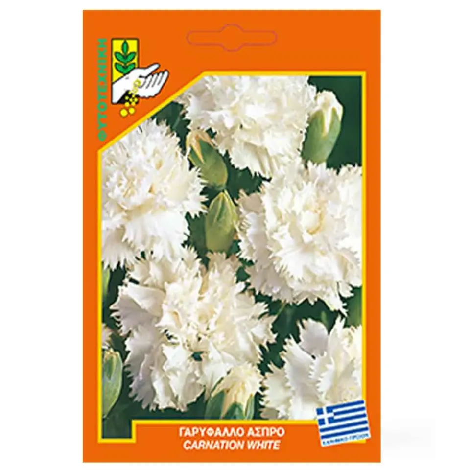 MyAgroMarket γαρύφαλλο άσπρο σπόροι Dianthus γλάστρα