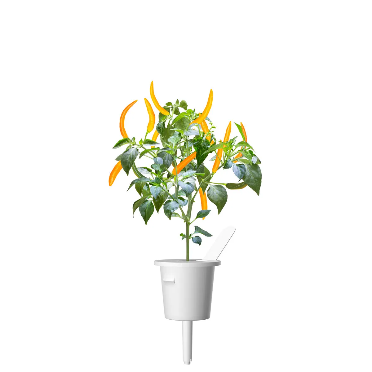 Click and Grow Yellow Chili κάψουλες φυτών 3-pack καυτερή