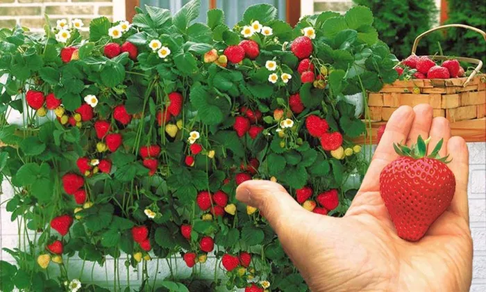 MyAgroMarket Σπόροι Φράουλας Αναρριχώμενη 0,15gr αρωματική
