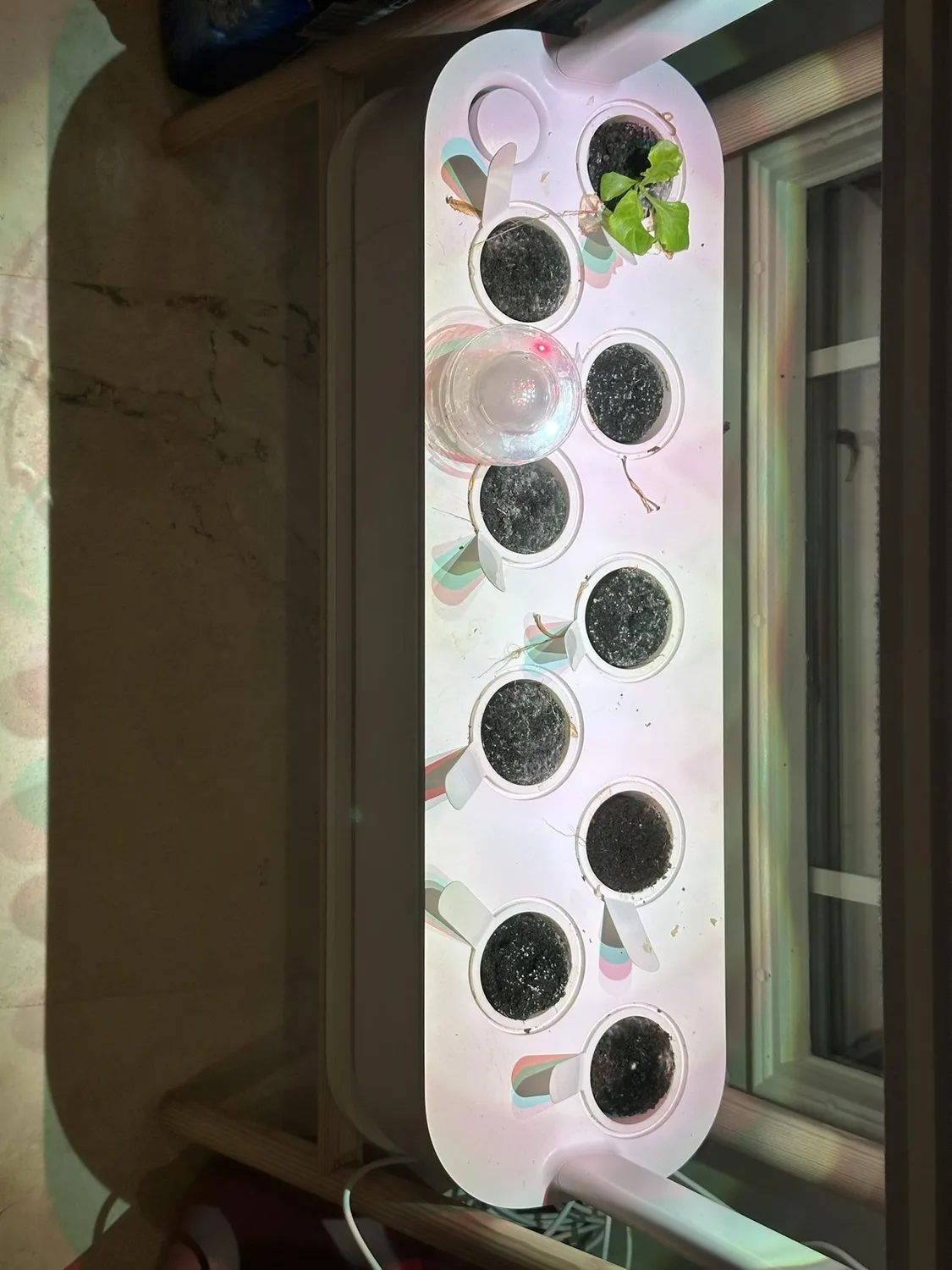 Click and Grow Cilantro κάψουλες φυτών 30-pack φρέσκο
