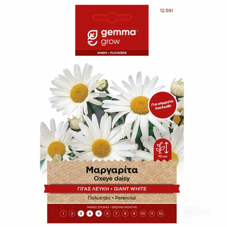 MyAgroMarket Μαργαρίτα γίγας λευκή σπόροι 0,3gr πρώιμη