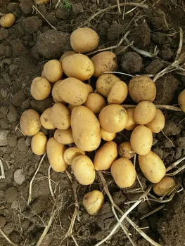 MyAgroMarket πατατόσπορος Agria 35/55 1kg όψιμος