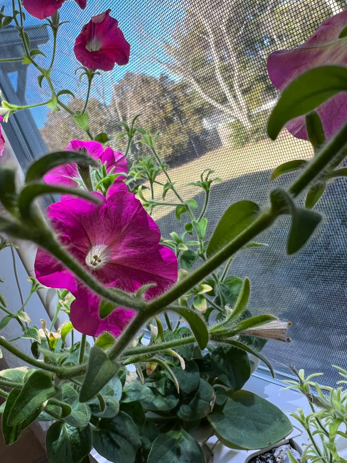 Click and Grow Βασιλικός κάψουλες 30 τεμ για πέστο