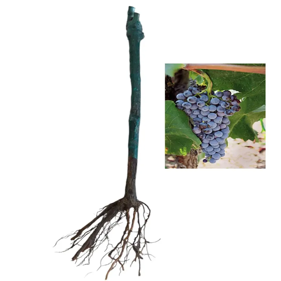 MyAgroMarket Ξινόμαυρο εμβολιασμένο κλήμα για κρασί