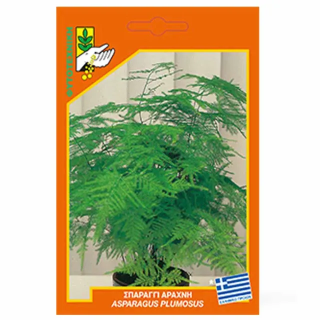 MyAgroMarket Σπαράγγι Αράχνη σπόροι Asparagus plumosus γλάστρας