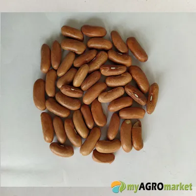 MyAgroMarket Contender φασόλι καθιστό σπόροι 60gr πρώιμο