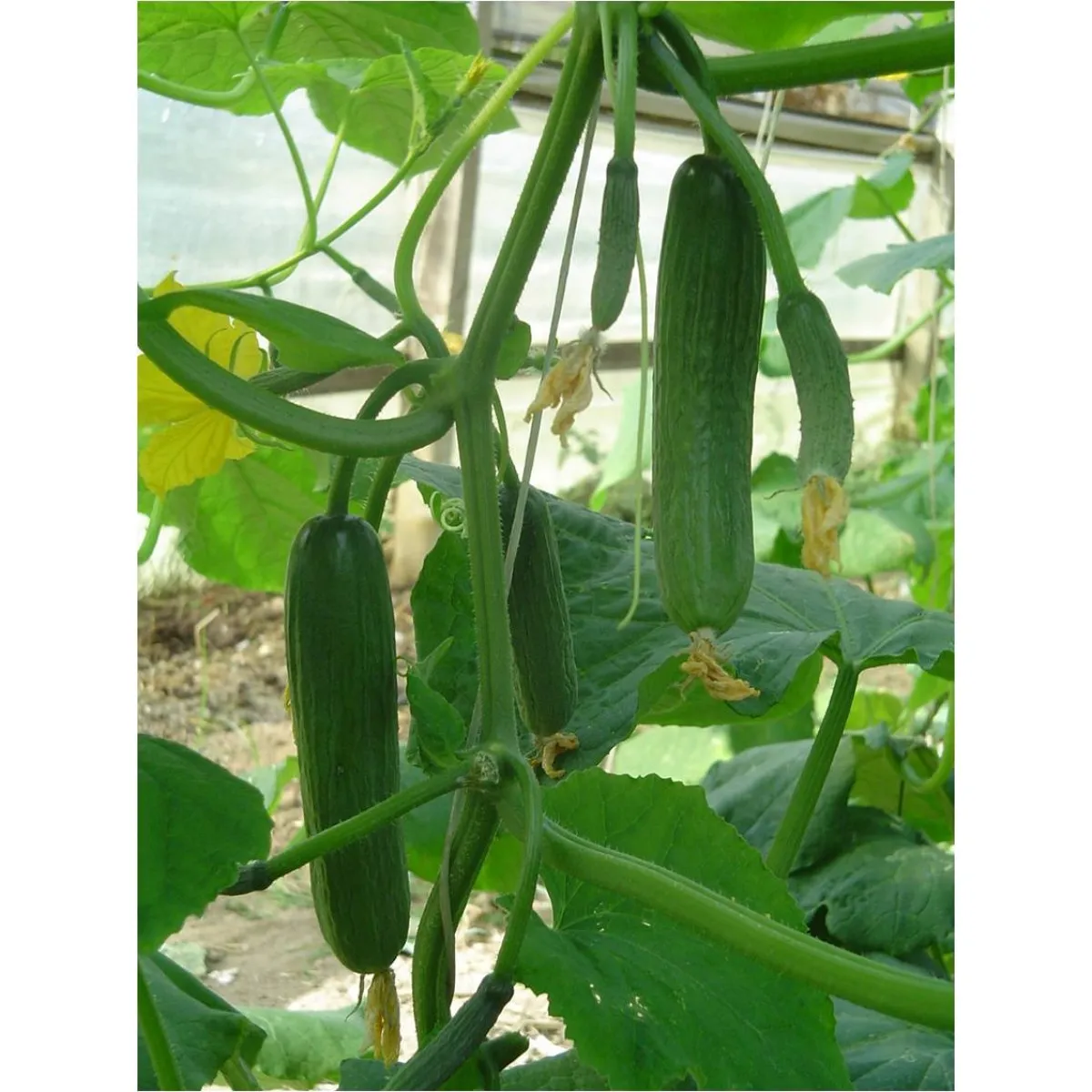 MyAgroMarket Σπόροι Αγγούρι Μίνι Βιολογικοί 1gr Κνωσού