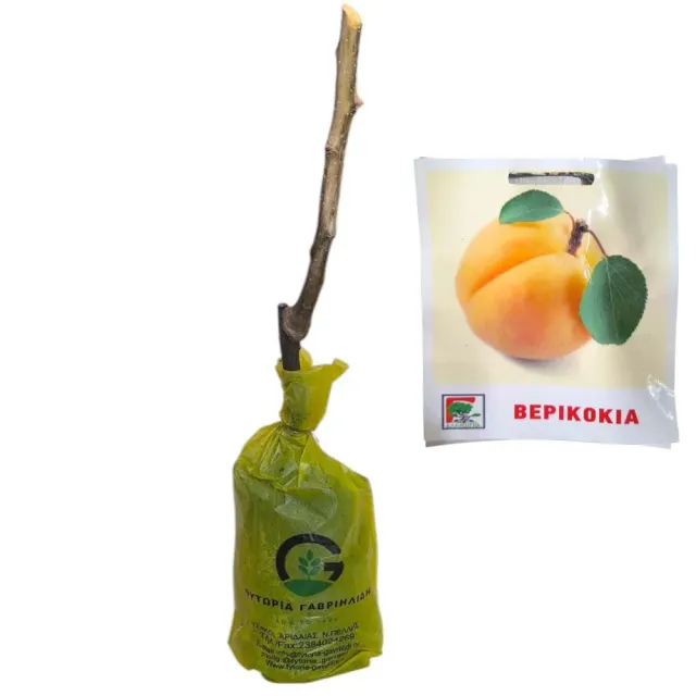 MyAgroMarket Μπεμπέκου βερικοκιά δέντρο αυτογόνιμο ημινάνο