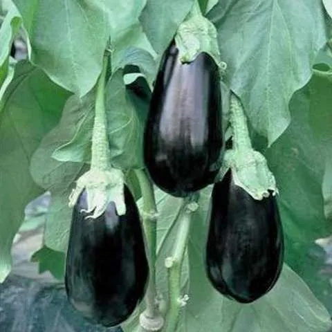 Tasca F1 Μελιτζάνα φλάσκα σπόροι 5gr ανθεκτική