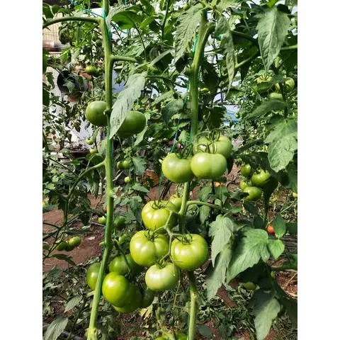 MyAgroMarket Nectar F1 σπόροι τομάτας 1000 σπόροι