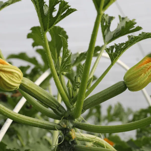 Syngenta Ortano F1 σπόροι κολοκύθι 1000 σπόροι ανθεκτικό