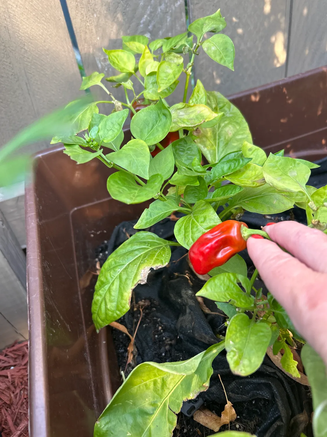 Click and Grow Βασιλικός κάψουλες 30 τεμ για πέστο
