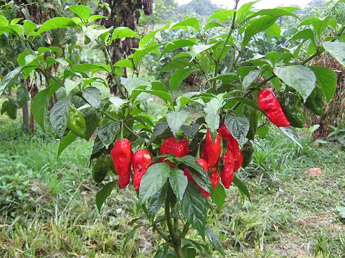MyAgroMarket Naga Morich πιπεριά 15 σπόροι καυτερή