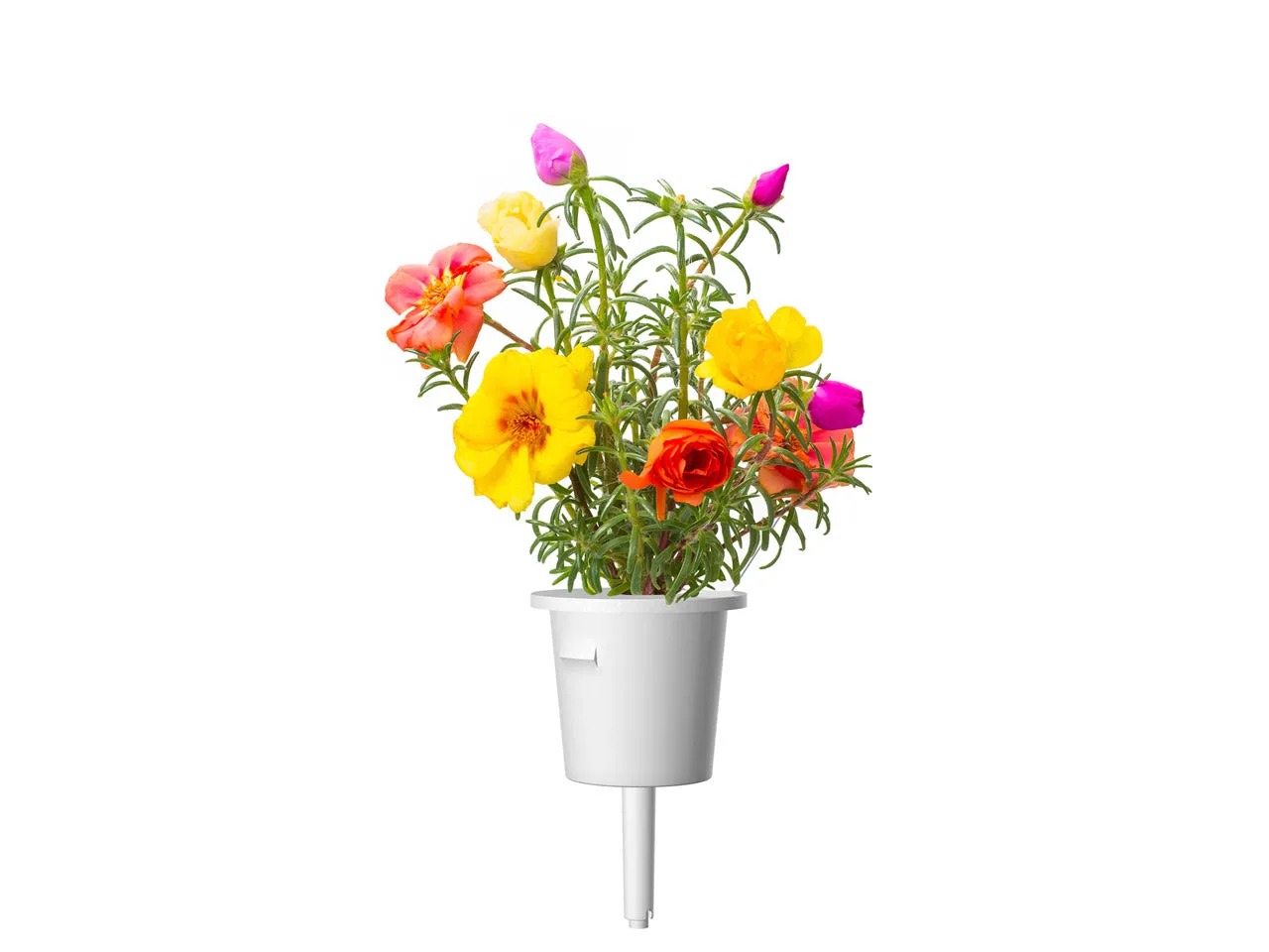 Click and Grow Moss Rose κάψουλες λουλουδιών 3 τεμάχια
