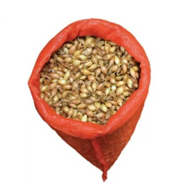 MyAgroMarket Sturon 14-21 κοκκάρι μακρύ κρεμμύδι 1kg