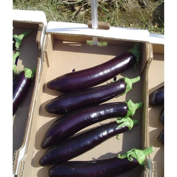 MyAgroMarket Μελιτζάνα Karatay F1 σπόροι υπαίθρια