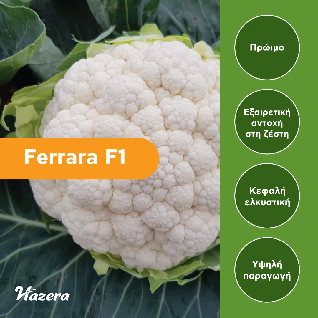 MyAgroMarket Ferrara F1 σπόροι κουνουπιδιού 2500 πρώιμο