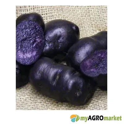 MyAgroMarket Πατάτα Μπλε Περού Πατατόσπορος 1kg