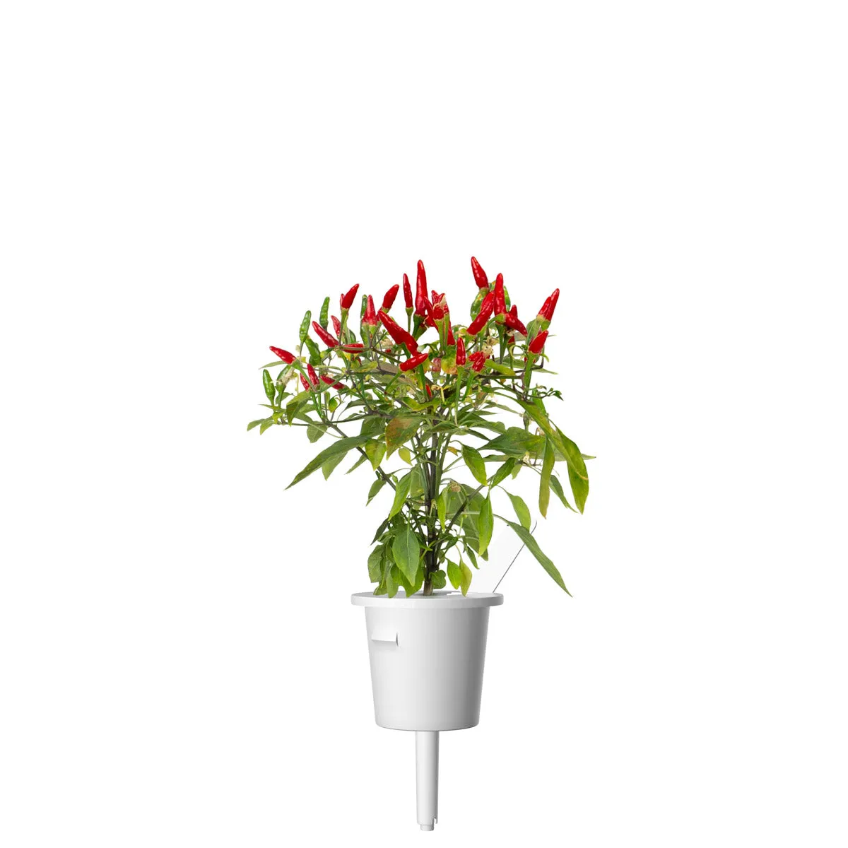 Click and Grow Piri Piri κάψουλες τσίλι 3 τεμάχια