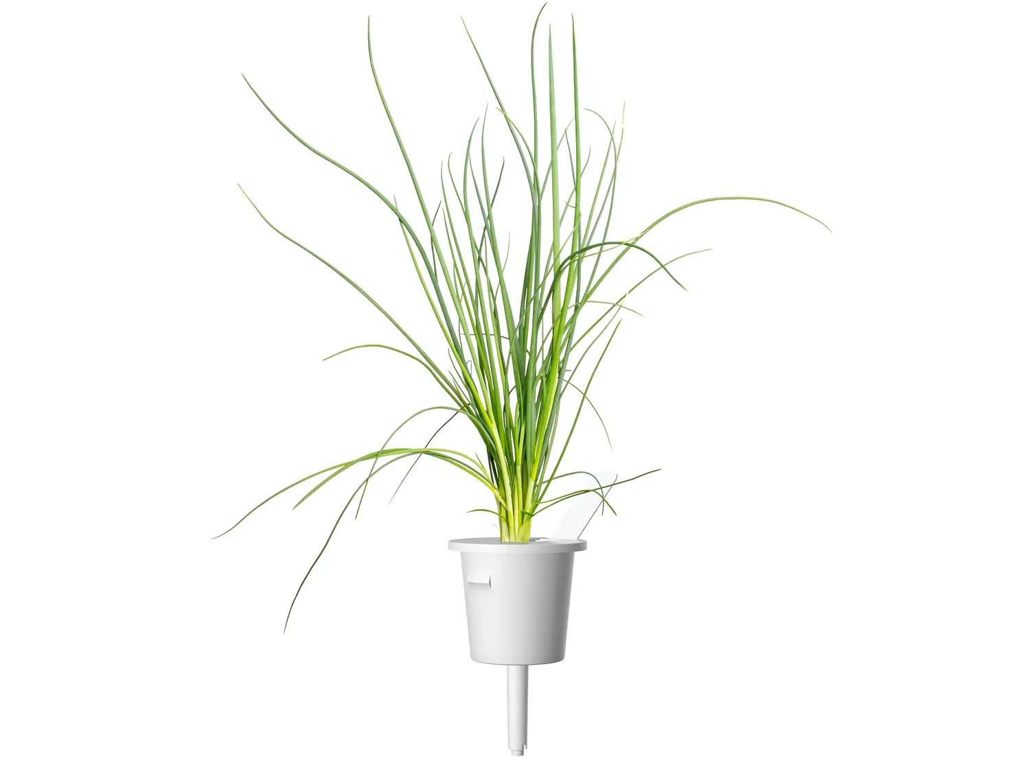 Click and Grow Green Onion κάψουλες φυτών 3 τεμ για φρέσκο