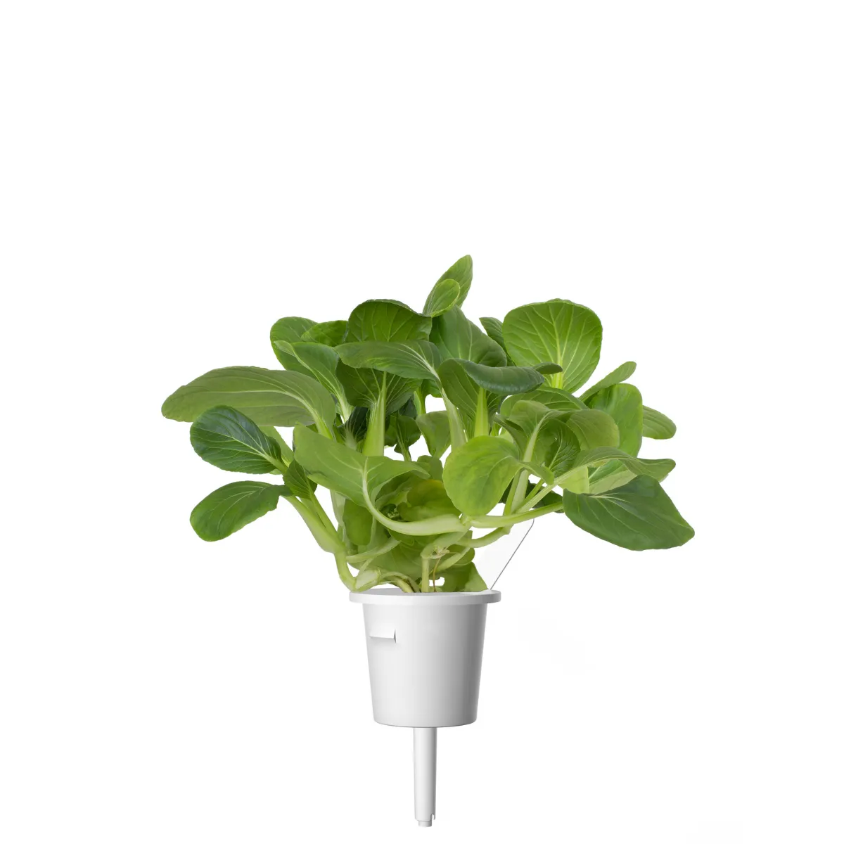 Click and Grow Pak Choi κάψουλες φυτών 9 τεμ λαχανικό