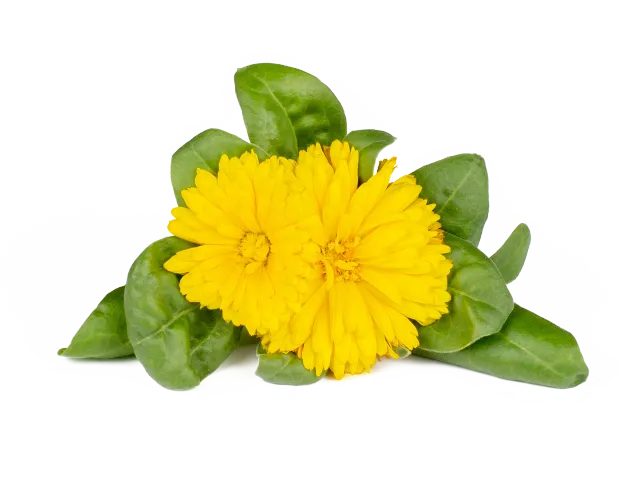 Click and Grow Calendula κάψουλες φυτών 3 τεμαχίων βρώσιμα άνθη