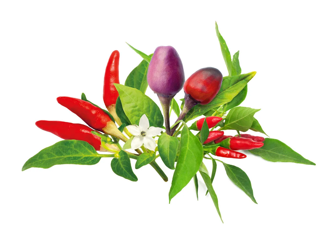 Click and Grow Chili Pepper Mix κάψουλες πιπεριάς 9 τεμαχίων