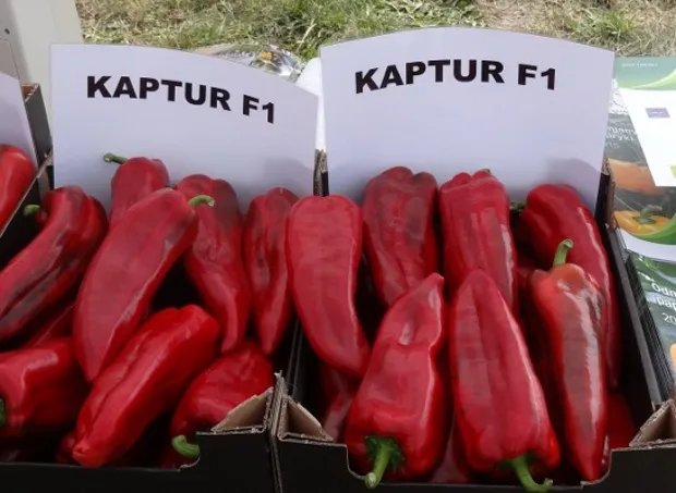 MyAgroMarket Πιπεριά Φλωρίνης Kaptur F1 Σπόροι 10τμχ