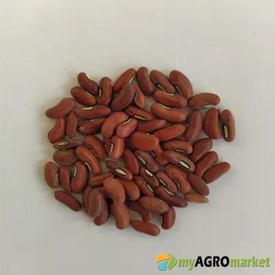 MyAgroMarket Un Metro Φασόλι σπόροι 1kg αναρριχώμενο