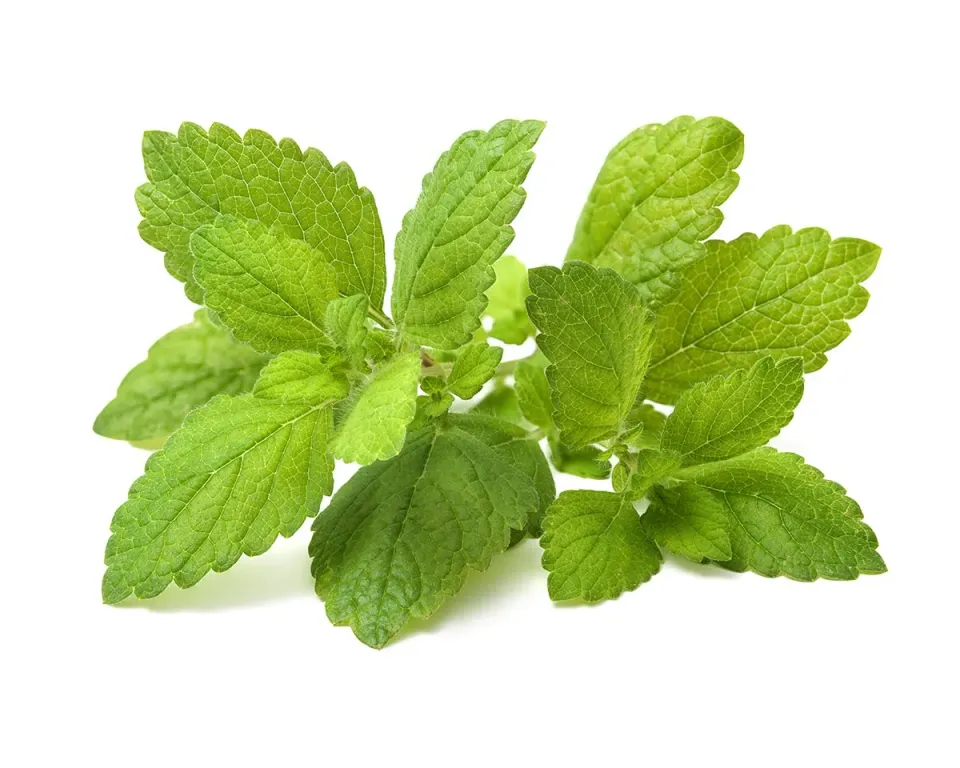 Click and Grow Lemon Balm κάψουλες φυτών 3-pack ήπιο