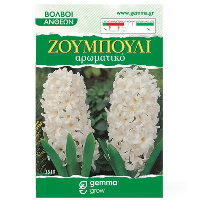MyAgroMarket ζουμπούλι λευκό βολβοί υάκινθου 2 βολβοί αρωματικό