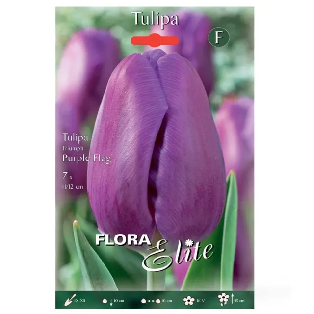 MyAgroMarket Purple Flag βολβοί τουλίπας 7 τεμ μωβ