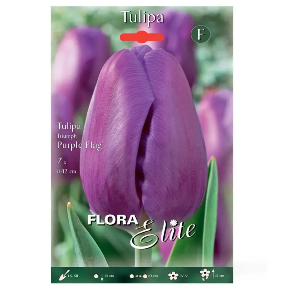 MyAgroMarket Purple Flag βολβοί τουλίπας 7 τεμ μωβ