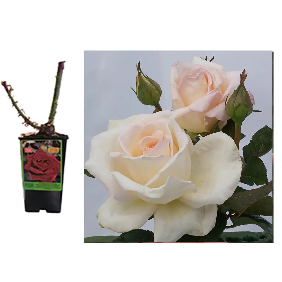 MyAgroMarket Όνειρο Αγάπης Reve d'amour τριανταφυλλιά 2lt