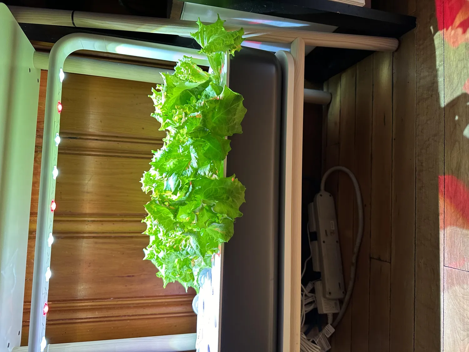 Click and Grow Cilantro κάψουλες φυτών 30-pack φρέσκο