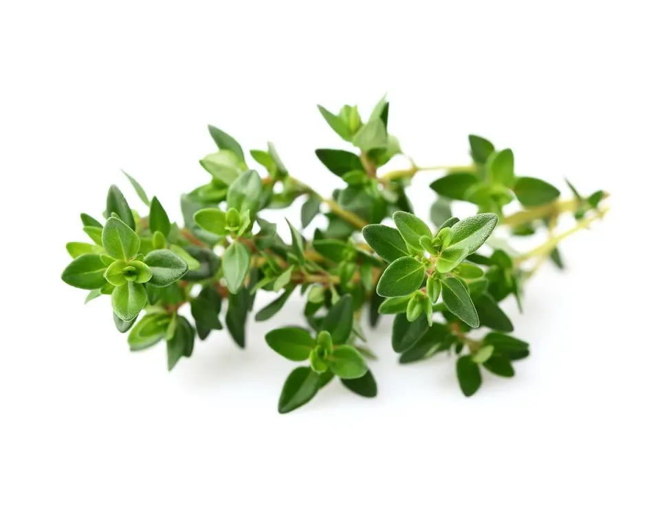 Click and Grow Thyme κάψουλες φυτών 3-pack μαγειρικής