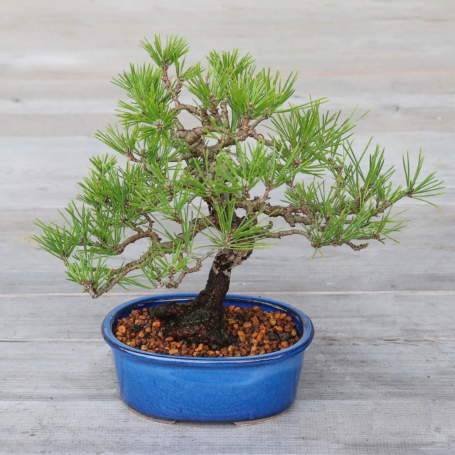 Wazakura Banko Οβάλ Γλάστρες Bonsai 2τμχ Namako Blue
