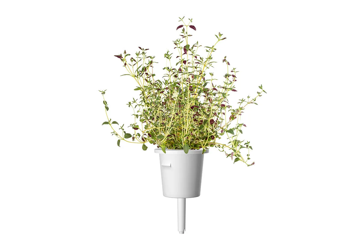 Click and Grow Θυμάρι κάψουλες 9 τεμαχίων αρωματικό
