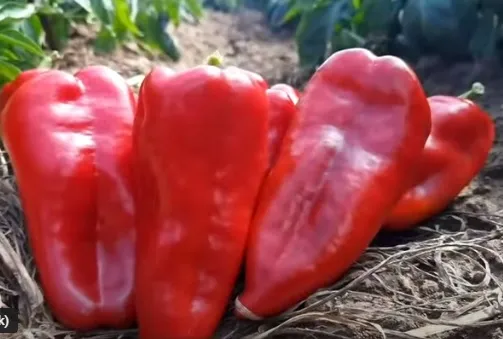 MyAgroMarket Carpel F1 πιπεριά φλωρίνης 10 σπόροι