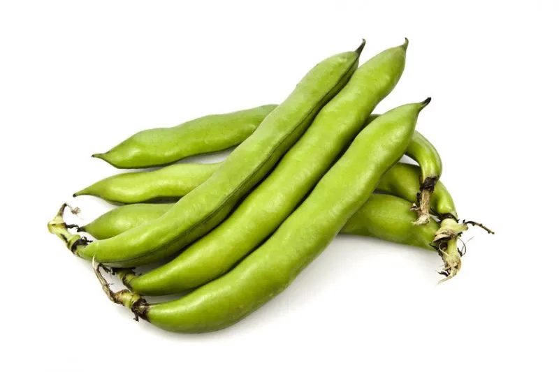 MyAgroMarket Κουκιά Histal σπόροι λαχανικών 50gr μεσοόψιμοι