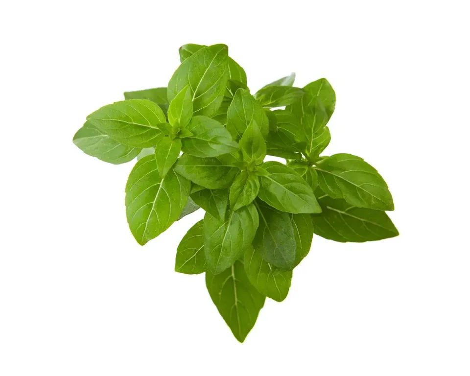Click and Grow Greek Basil κάψουλες 3-pack συμπαγές