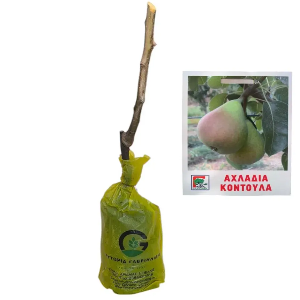 MyAgroMarket Κοντούλα αχλαδιά δέντρο πρώιμη