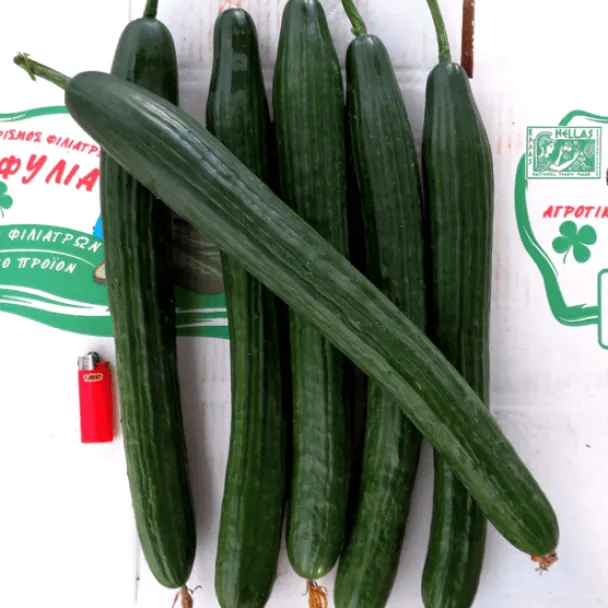 MyAgroMarket Tritonas F1 σπόροι αγγουριού 500 σπόροι ανθεκτικό