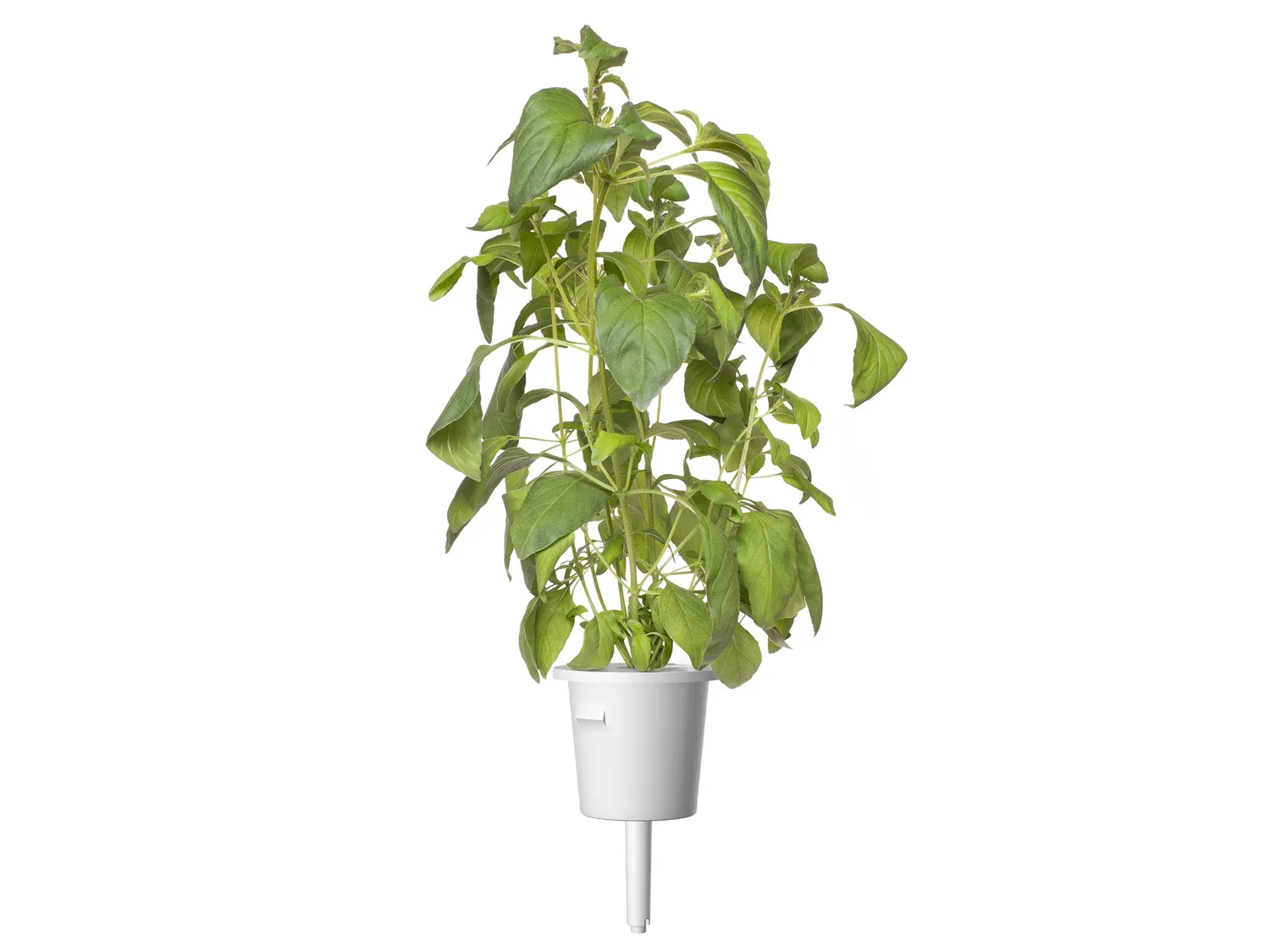 Click and Grow Lime Basil κάψουλες βοτάνου 3-pack citrus
