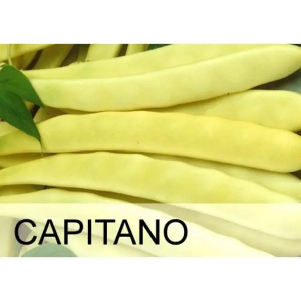 MyAgroMarket Capitano φασόλι κίτρινο σπόροι 30gr