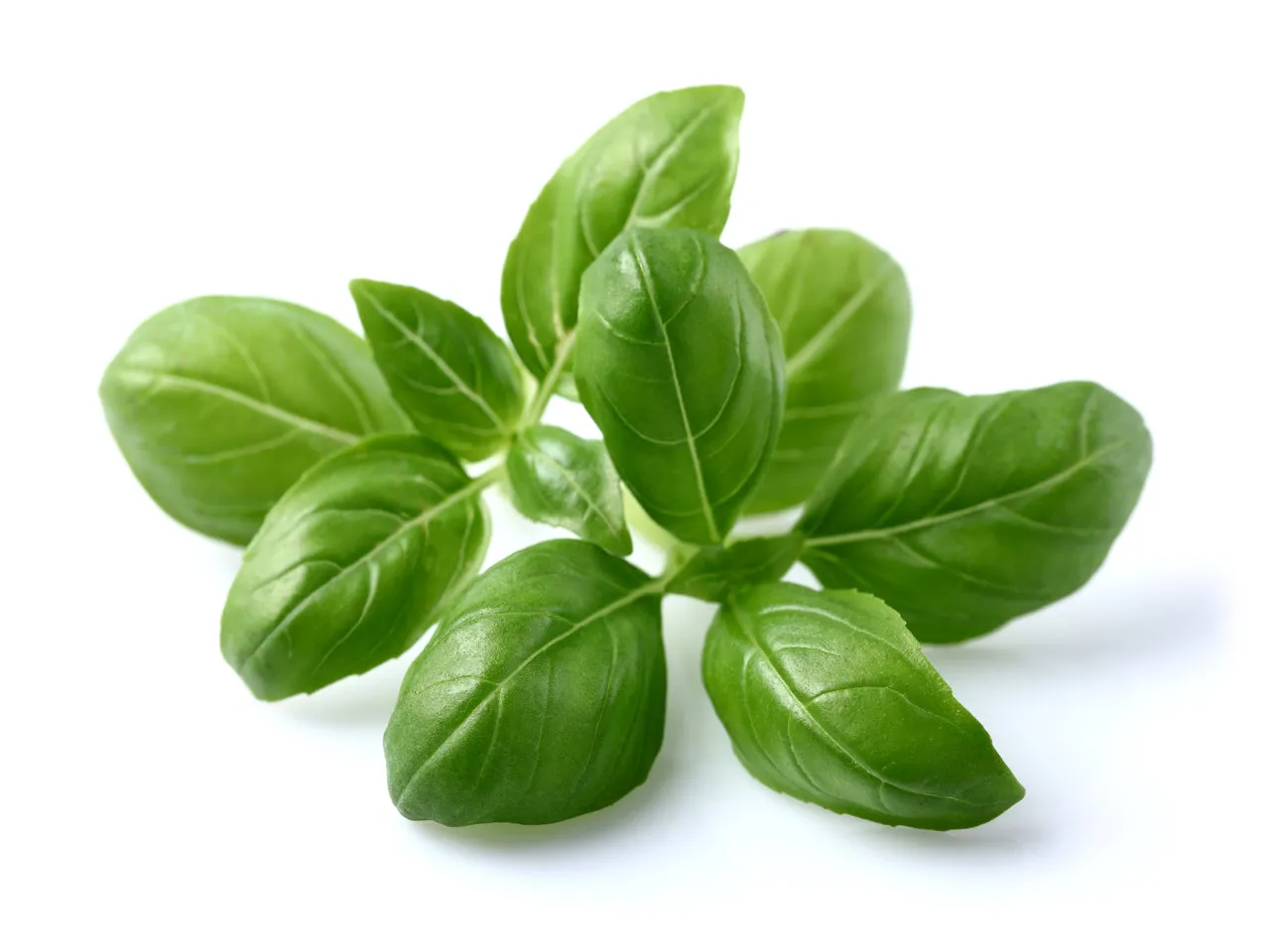 Click and Grow Basil κάψουλες βοτάνου 9-pack κλασικό