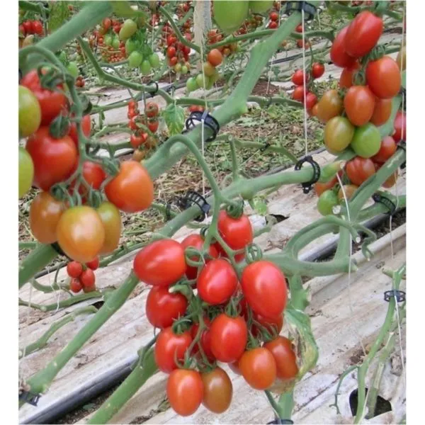MyAgroMarket Zucchello F1 σπόροι τοματίνι 1000 τεμ γλυκό
